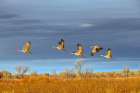 Sandhill cranes in flight formation. Bosque del Apache National Wildlife Refuge, New Mexico Art Print